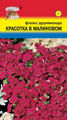 Флокс Красотка в Малиновом  0_1гр_10