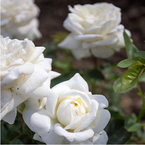 Роза Нина Поулсен почвопокровная 1шт._Nina Poulsen_20