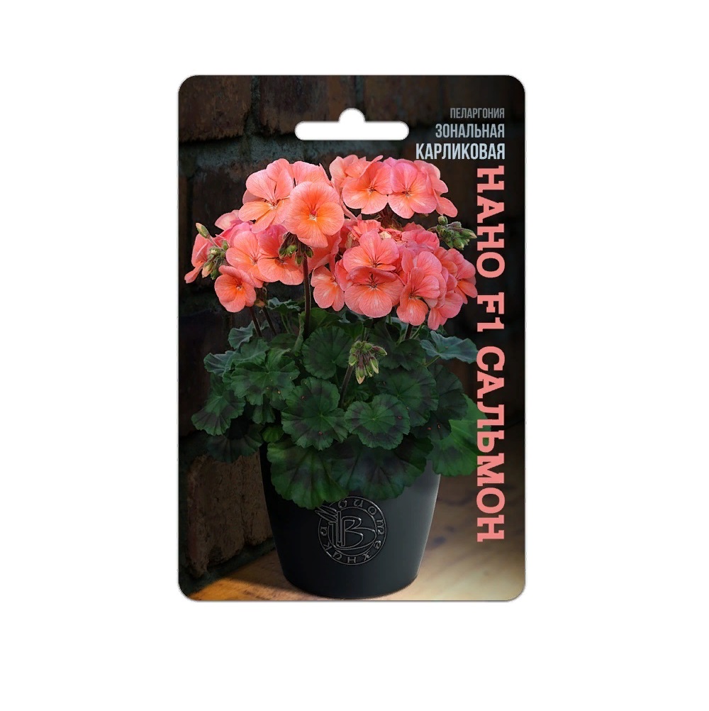 Пеларгония зональная квантум. Пеларгония низкорослая. Пеларгония низкорослая. Пеларгония карликовая нано f1. Пеларгония виолет.