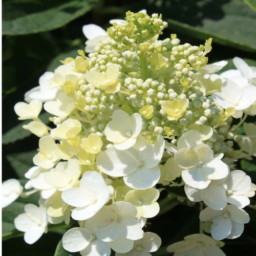 Гортензия метельчатая Бэби Лэйс 1шт