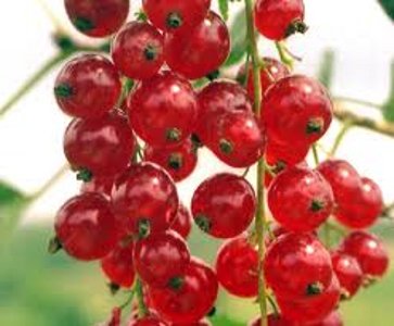 Смородина красная Ася 1шт.