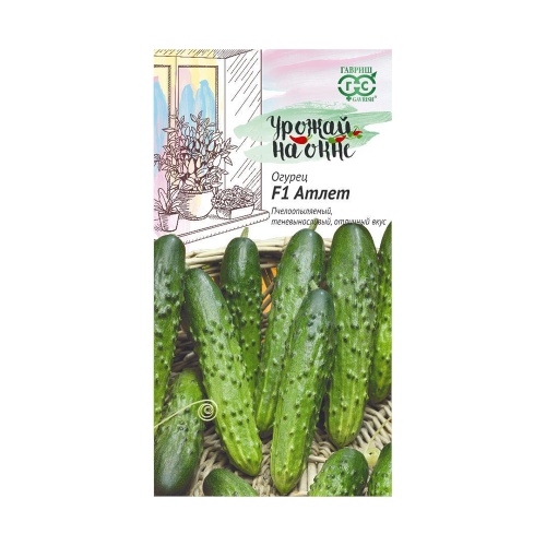 Огурец Атлет F1_Урожай на окне  10шт_10