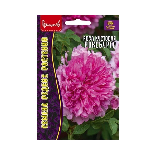 Роза кустовая Роксбурга 10шт_10
