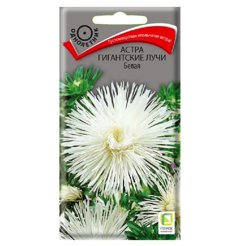 Астра Гигантские лучи Белая  0_3гр_10