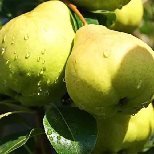 Груша Августовская Роса 1шт
