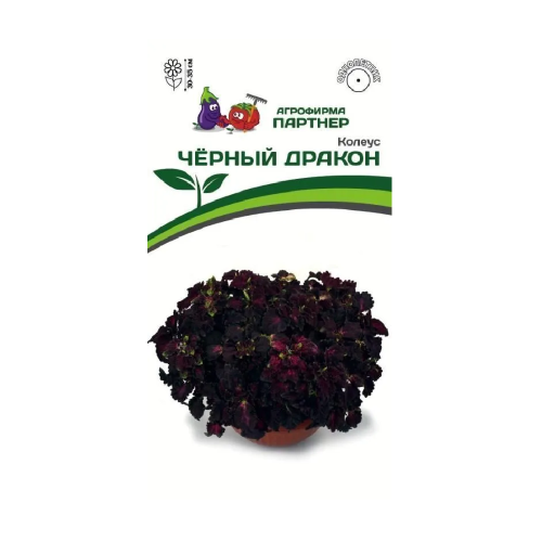 Колеус шлемниковидный Черный Дракон 10шт_10