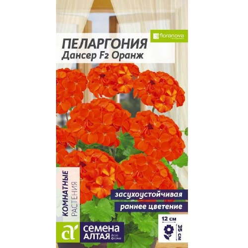 Пеларгония Дансер Оранж зональная 3-4шт_10