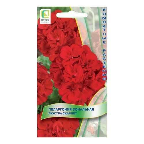 Пеларгония зональная Люстра Скарлет  5шт_10