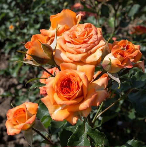 Роза Яна флорибунда 1шт_Jana _20