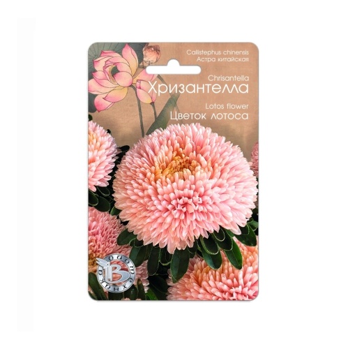 Астра Хризантелла Цветок Лотоса  30шт_5
