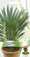 Пахиподиум Ламера  3шт_10