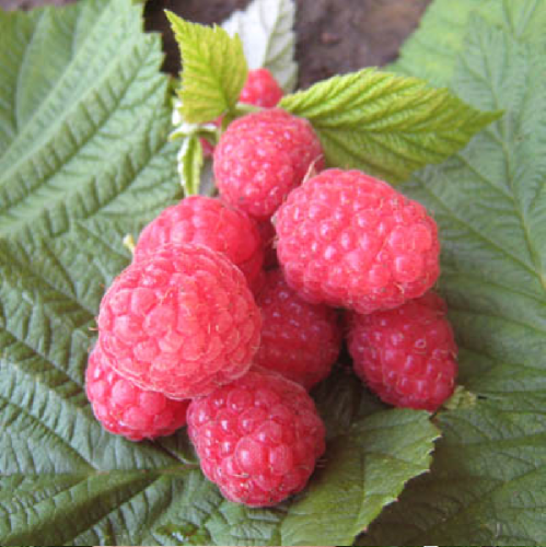 Малина Бабье Лето ремонтантная 1шт.