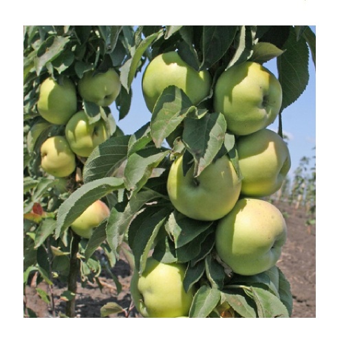 Яблоня колонновидная Президент (подвой 54-118 полукарликовый) (в сетке) 1шт.