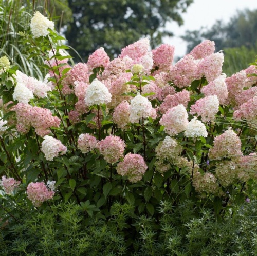 Гортензия метельчатая Диамантино 1шт.