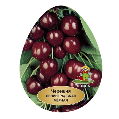 Черешня Ленинградская черная (подвой вишня Магалебская) (в сетке) 1шт.