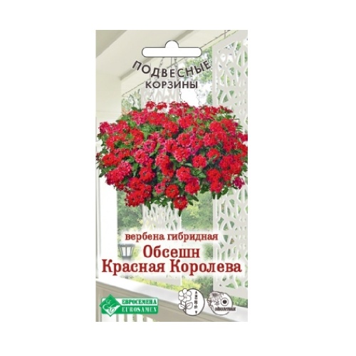 Вербена Обсешн Красная королева гибридная 5шт_10