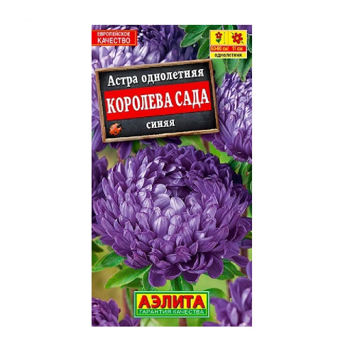 Астра Королева сада синяя  0_2гр_10