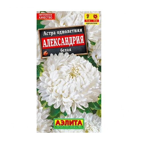 Астра Александрия белая  0_1гр_10