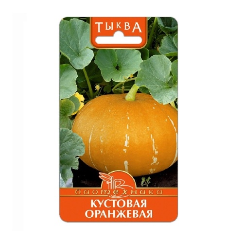 Тыква Кустовая оранжевая  6шт_5