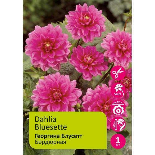 Георгина Блусетт 1шт _Dahlia Bluesette