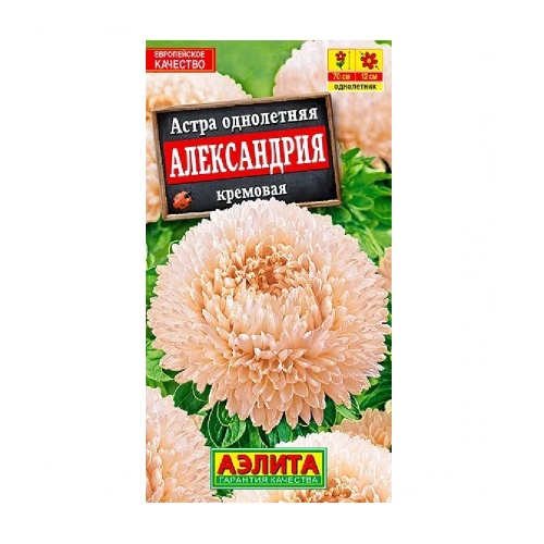 Астра Александрия кремовая  0_1гр_10