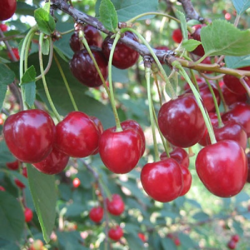 Вишня Жуковская (подвой вишня Магалебская) (в сетке)