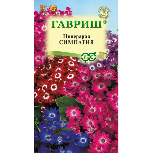 Цинерария Симпатия цветущая гибридная  8шт_10