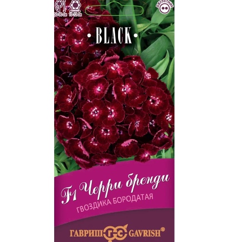Гвоздика Черри бренди  бородатая (турецкая) F1  4шт_10