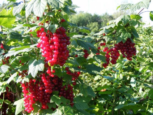 Смородина красная Мармеладница 1шт