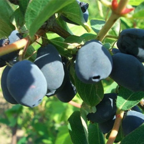 Жимолость Нижегородская ранняя cъедобная 1шт.