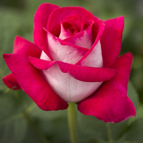 Роза Моника Белуччи чайно-гибридная 1шт _Monica Bellucci  _20