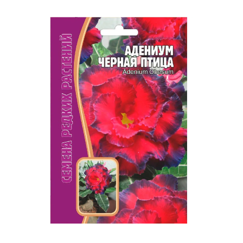 Адениум Черная Птица  3шт_10