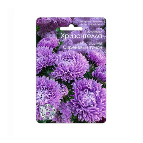 Астра Хризантелла Сиреневый туман  30шт_5