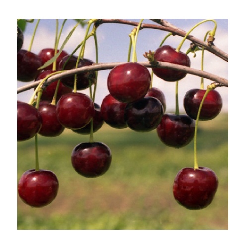 Вишня Десертная Морозовой (подвой вишня Магалебская) (в сетке)1шт.