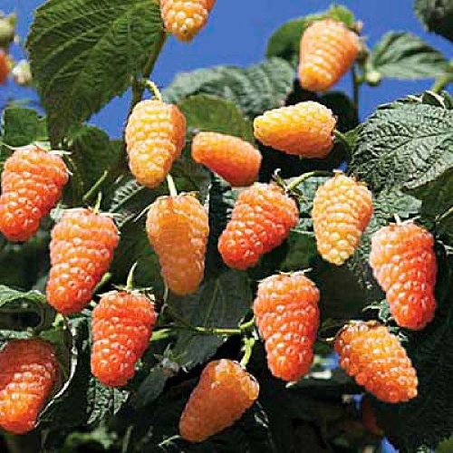 Малина Оранжевое чудо ремонтантная 1шт