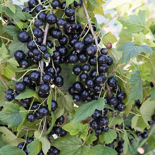 Смородина черная Багира 1шт