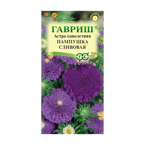 Астра Пампушка сливовая  0_3гр_10