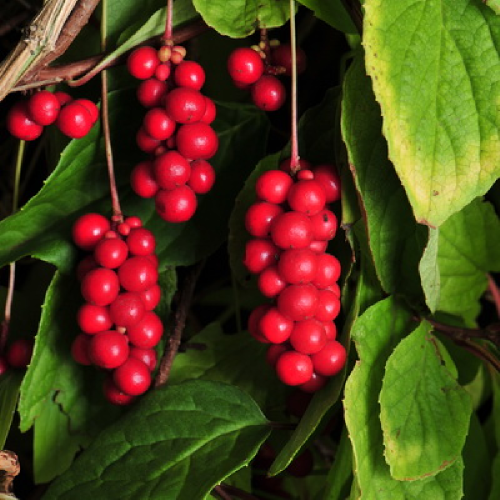 Лимонник китайский Синензис  1шт.