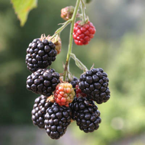 Ежевика Тонфри бесшипная 1шт.