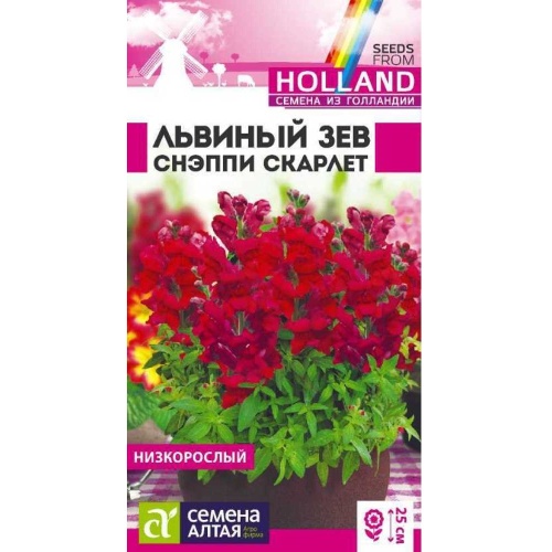 Львиный зев Снэппи Скарлет 7шт_10