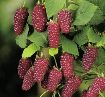 Ежемалина Бакингем Тейберри 1шт