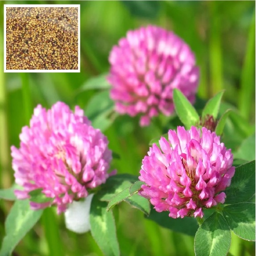 Клевер красный 1кг  _1