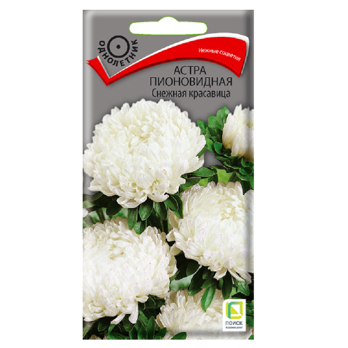Астра пионовидная Снежная красавица  0_3гр_10