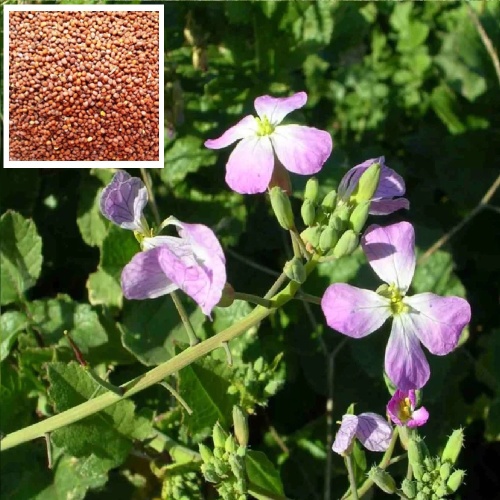 Редька масличная 1кг 1_25