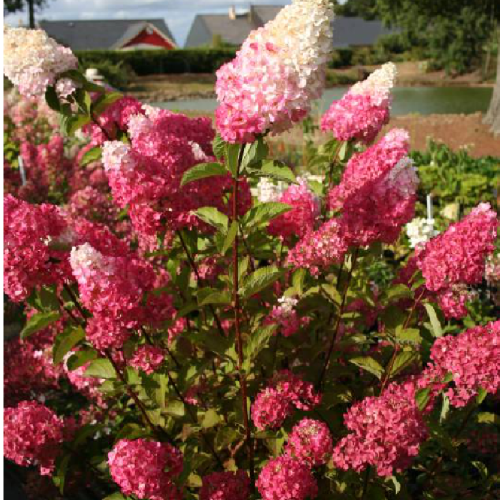 Гортензия метельчатая Фрайз Мелба 1шт
