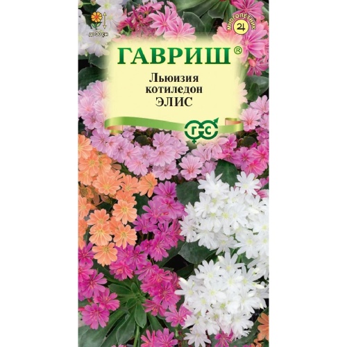 Левизия туполистная Элис  5шт_10