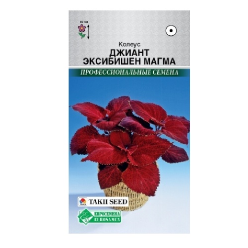Колеус блюме Джиант Эксибишн Магма 5шт_10