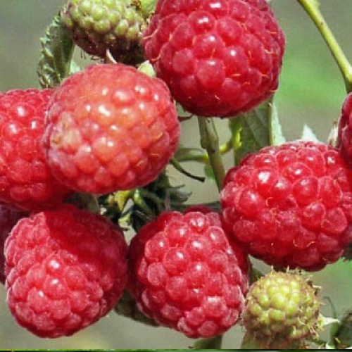 Малина Геракл ремонтантная 1шт.