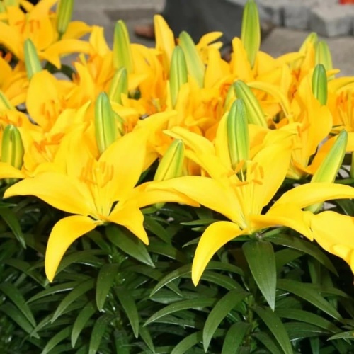 61677e459ecb4c6ecefa92bc0b6a76fd