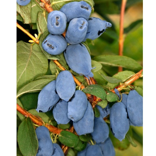 Жимолость Бореал Бист съедобная 1шт